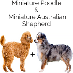 Miniature Aussiedoodle Dog